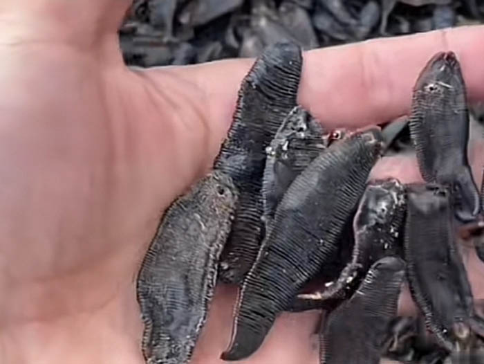 维多利亚老品牌vic制品