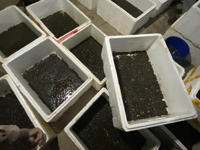 维多利亚老品牌vic卵茧