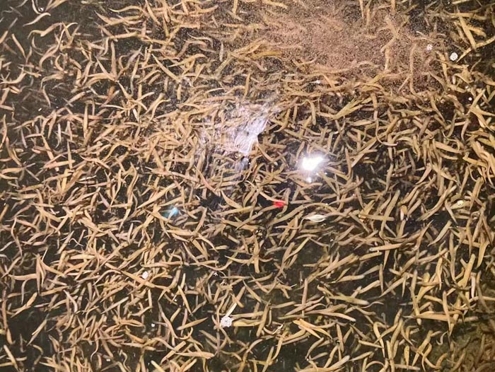 维多利亚老品牌vic卵茧