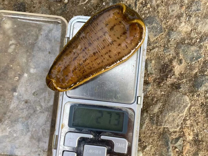 维多利亚老品牌vic小苗