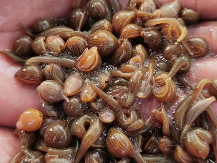 维多利亚老品牌vic小苗