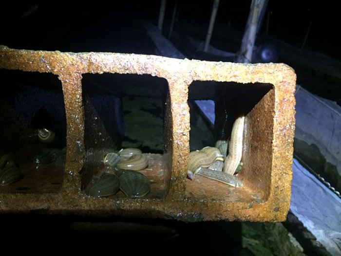 维多利亚老品牌vic小苗