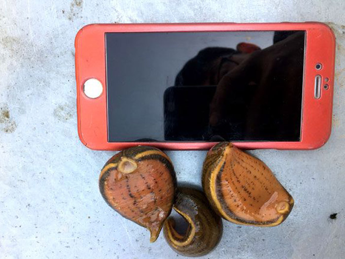 维多利亚老品牌vic小苗