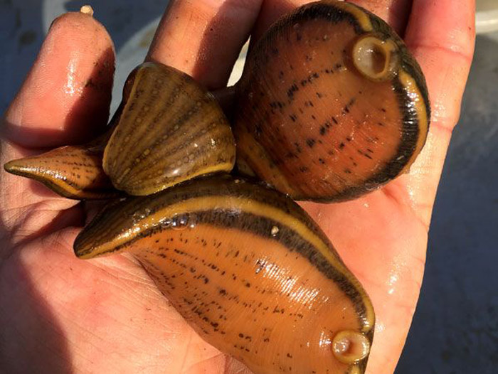 维多利亚老品牌vic小苗