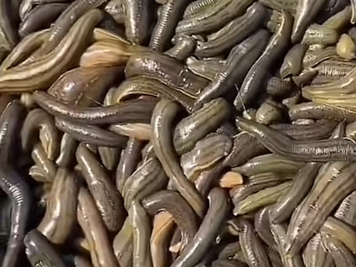 维多利亚老品牌vic小苗