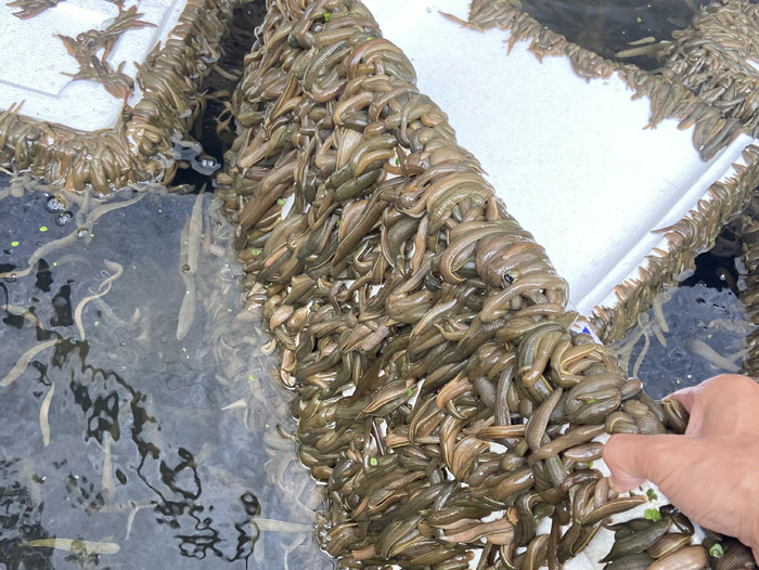 维多利亚老品牌vic成苗