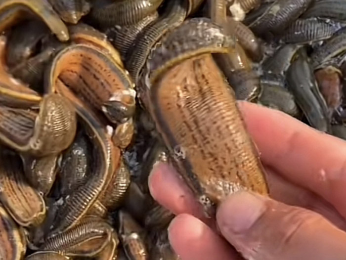 维多利亚老品牌vic成苗