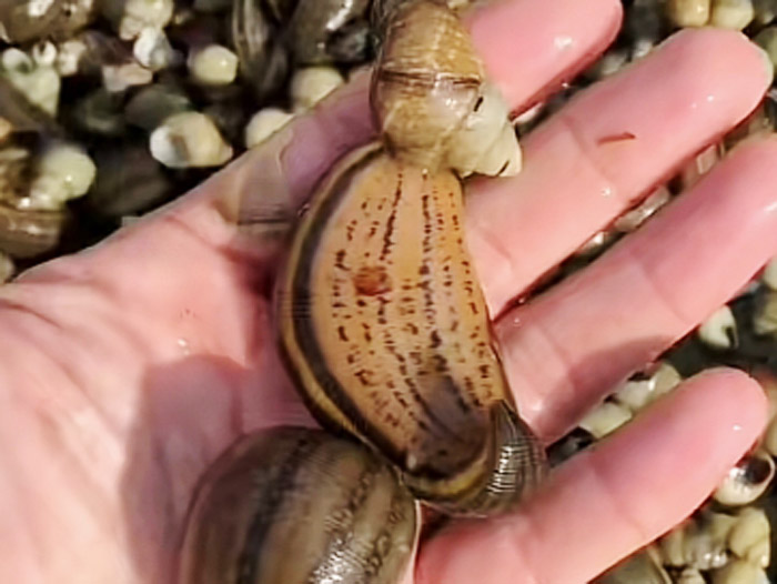 维多利亚老品牌vic成苗