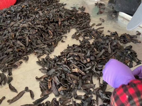 维多利亚老品牌vic制品