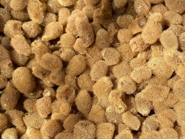 维多利亚老品牌vic卵茧