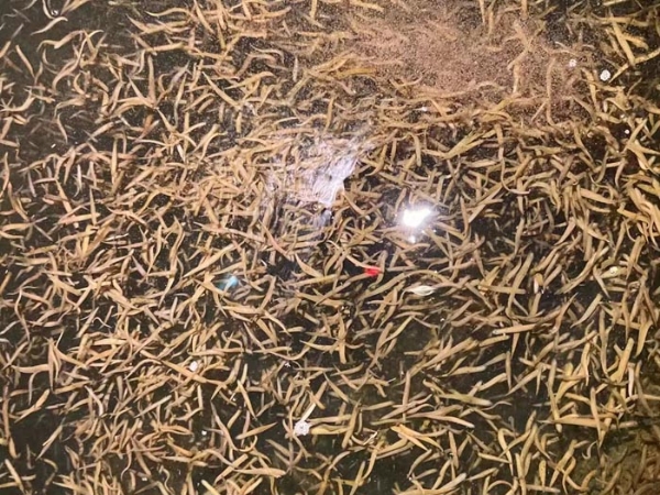 维多利亚老品牌vic卵茧