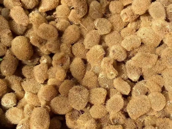 维多利亚老品牌vic卵茧