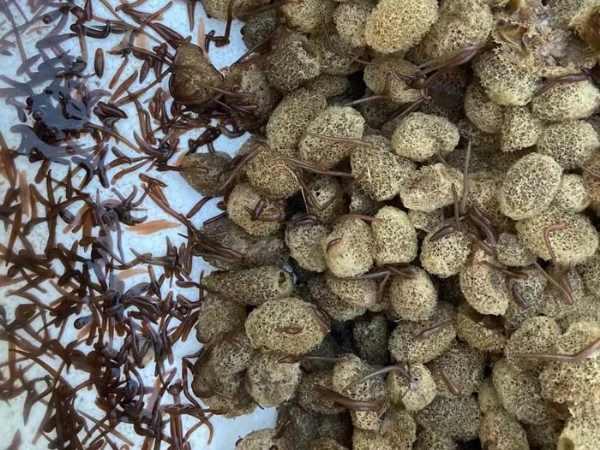 维多利亚老品牌vic卵茧