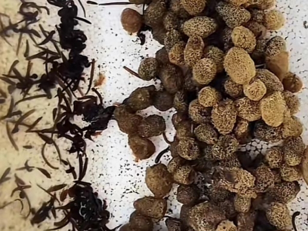 维多利亚老品牌vic卵茧