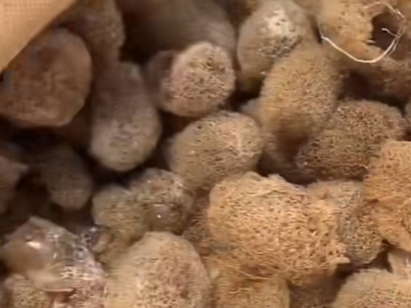 维多利亚老品牌vic卵茧