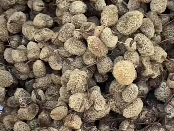 维多利亚老品牌vic卵茧