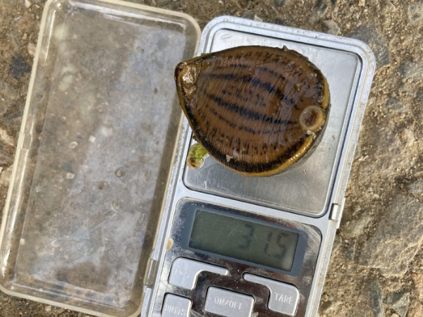 维多利亚老品牌vic小苗