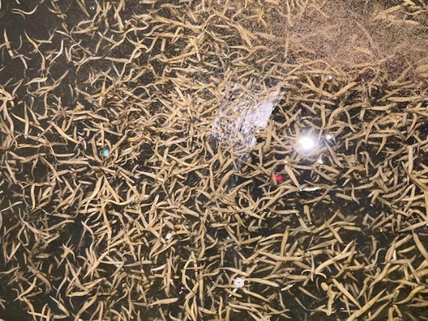 维多利亚老品牌vic小苗