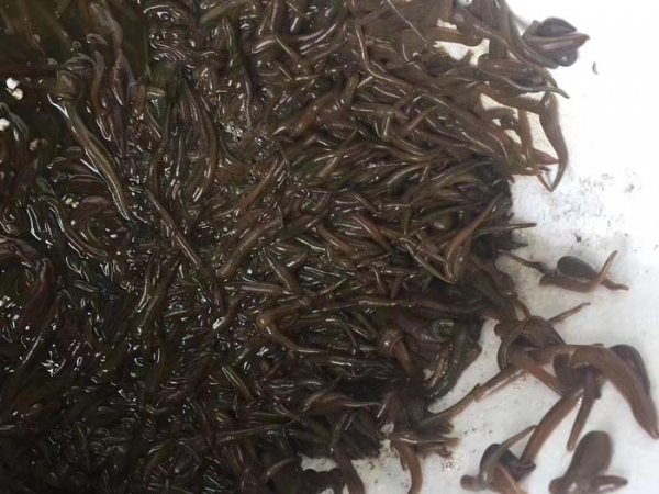 维多利亚老品牌vic小苗