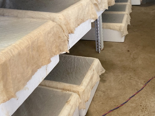 维多利亚老品牌vic小苗