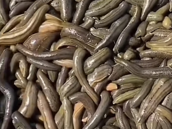 维多利亚老品牌vic小苗