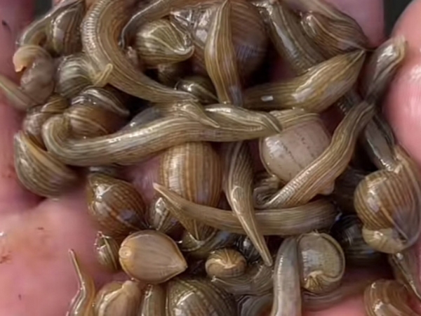 维多利亚老品牌vic小苗