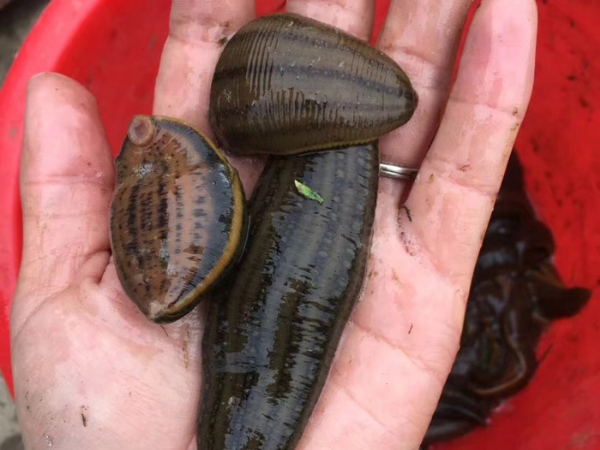 维多利亚老品牌vic成苗