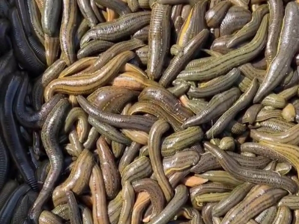 维多利亚老品牌vic成苗