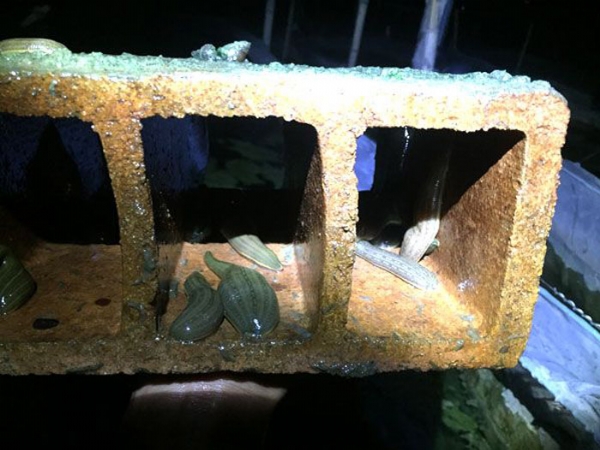 维多利亚老品牌vic成苗