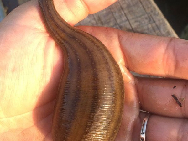 维多利亚老品牌vic成苗