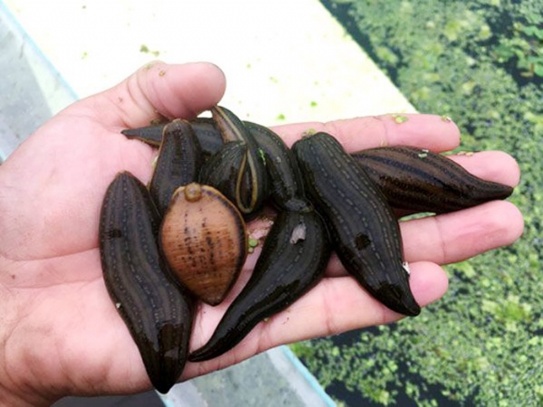 维多利亚老品牌vic成苗