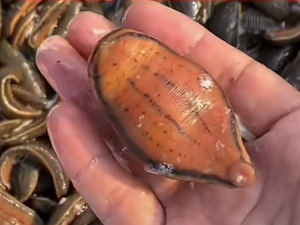 维多利亚老品牌vic成苗