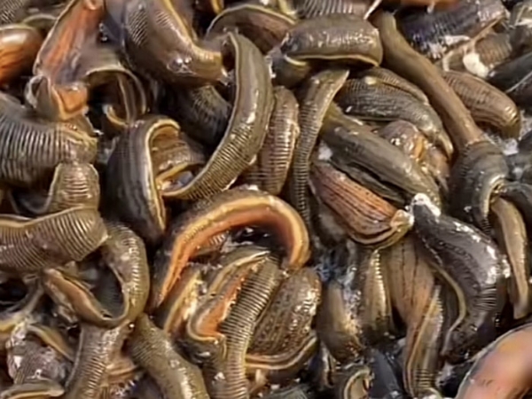 维多利亚老品牌vic成苗