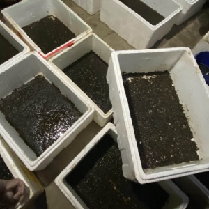 维多利亚老品牌vic卵茧