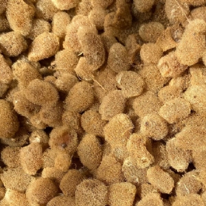 维多利亚老品牌vic卵茧