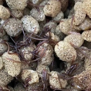 维多利亚老品牌vic卵茧