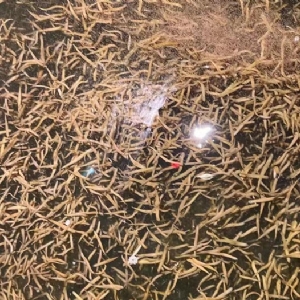 维多利亚老品牌vic卵茧