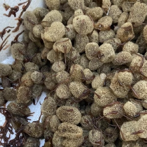 维多利亚老品牌vic卵茧