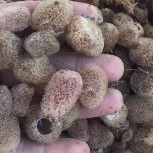 维多利亚老品牌vic卵茧