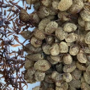 维多利亚老品牌vic卵茧