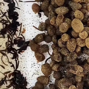 维多利亚老品牌vic卵茧