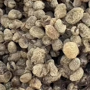 维多利亚老品牌vic卵茧