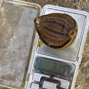 维多利亚老品牌vic小苗