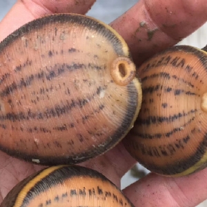 维多利亚老品牌vic小苗