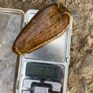 维多利亚老品牌vic小苗