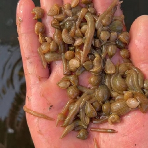 维多利亚老品牌vic小苗