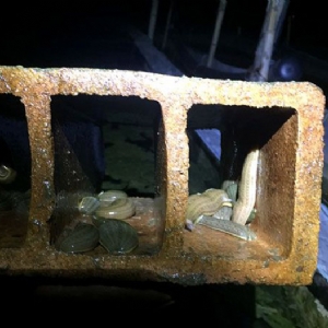 维多利亚老品牌vic小苗