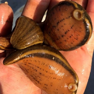 维多利亚老品牌vic小苗