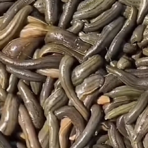 维多利亚老品牌vic小苗