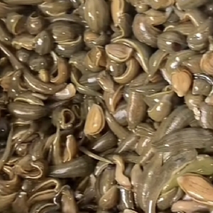 维多利亚老品牌vic小苗